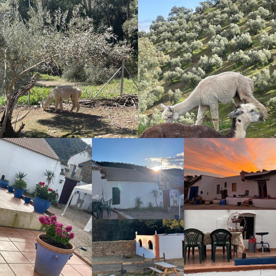 Experience Alpacas In Andalucia Lägenhet Córdoba Exteriör bild