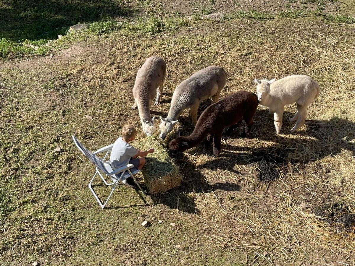 Experience Alpacas In Andalucia Lägenhet Córdoba Exteriör bild