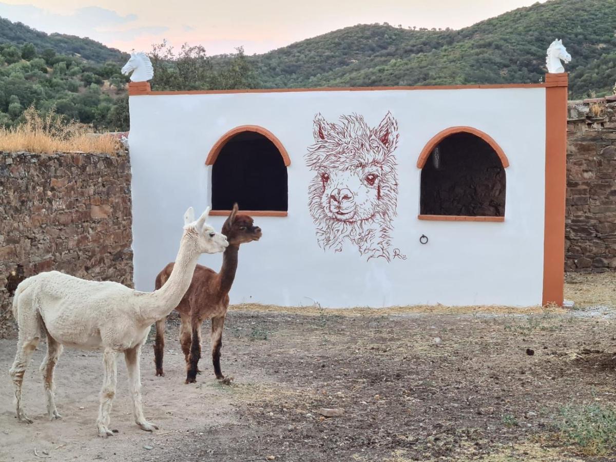 Experience Alpacas In Andalucia Lägenhet Córdoba Exteriör bild