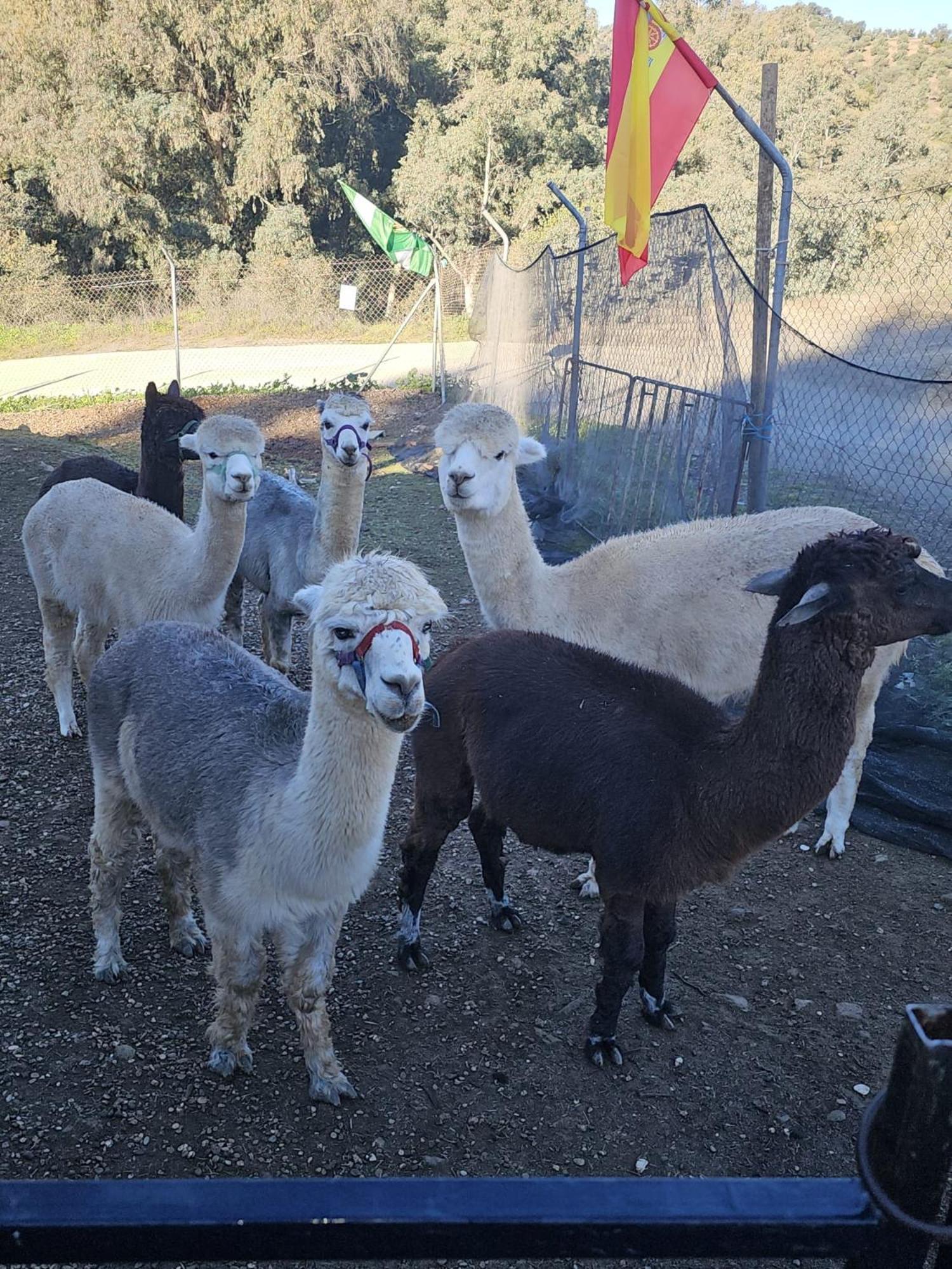 Experience Alpacas In Andalucia Lägenhet Córdoba Rum bild